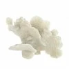 Flash Sale π 6.5" Large White Coral Tabletop Décor by Zingz & Thingz π 1 Flash Sale π 6.5" Large White Coral Tabletop Décor by Zingz & Thingz π -Zingz and Thingz Shop D296753S 1